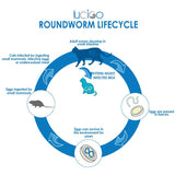 cat dewormer, kitten dewormer, wormer for kittens, tapeworm meds for cats, deworming medicine for cats, worm medication for cats